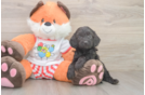 Funny Cavapoo Poodle Mix Pup