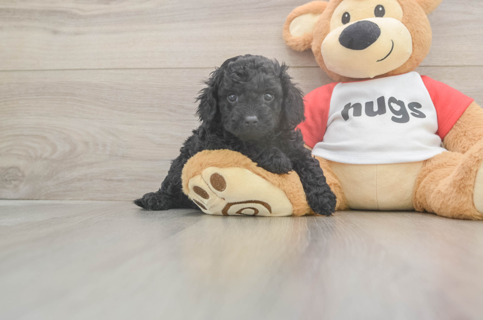 5 week old Cavapoo Puppy For Sale - Windy City Pups