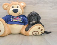 6 week old Cavapoo Puppy For Sale - Windy City Pups