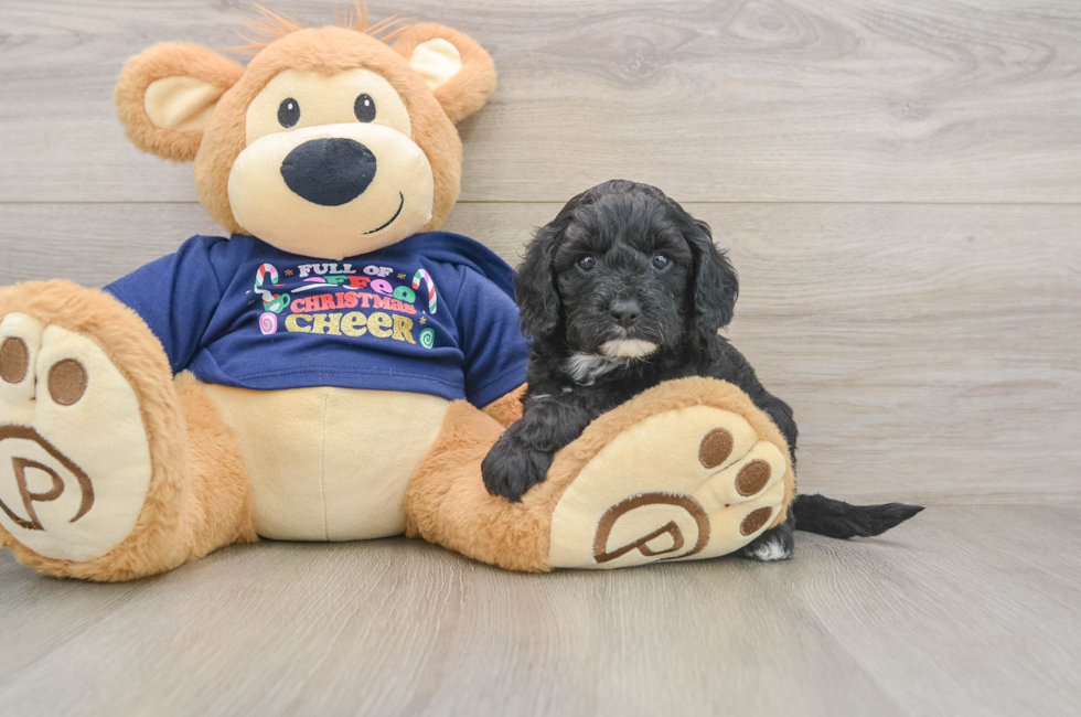 5 week old Cavapoo Puppy For Sale - Windy City Pups