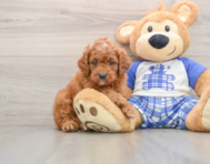 8 week old Cavapoo Puppy For Sale - Windy City Pups