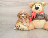 7 week old Cavapoo Puppy For Sale - Windy City Pups