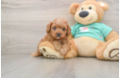 Cavapoo Puppy for Adoption