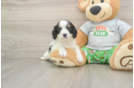 Cavapoo Pup Being Cute