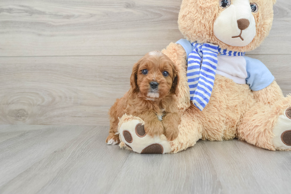 Energetic Cavoodle Poodle Mix Puppy