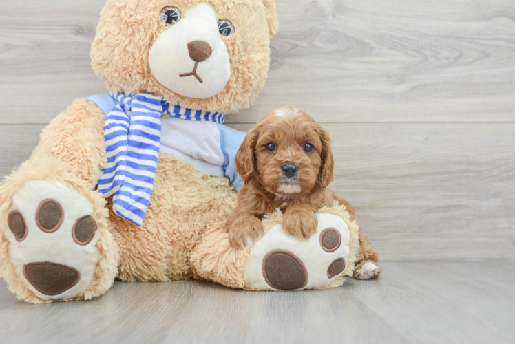 Petite Cavapoo Poodle Mix Pup