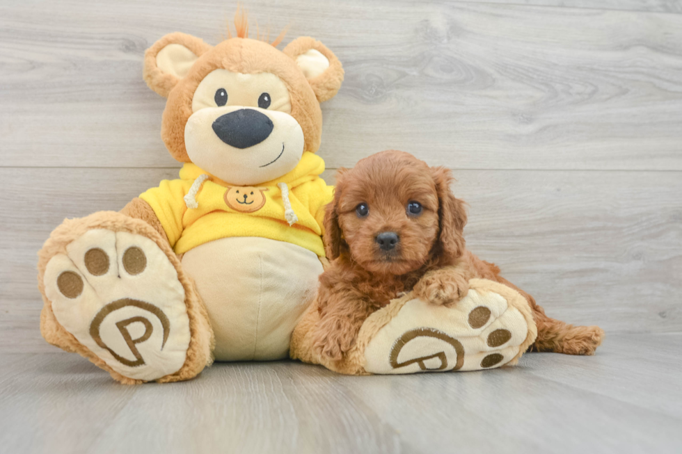 Cavapoo Pup Being Cute