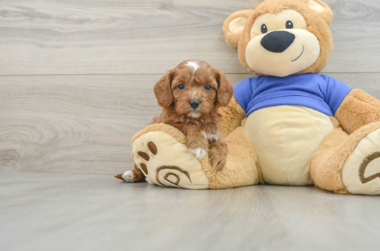 Petite Cavapoo Poodle Mix Pup