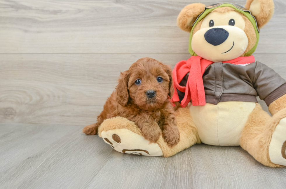 5 week old Cavapoo Puppy For Sale - Windy City Pups