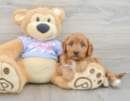 8 week old Cavapoo Puppy For Sale - Windy City Pups