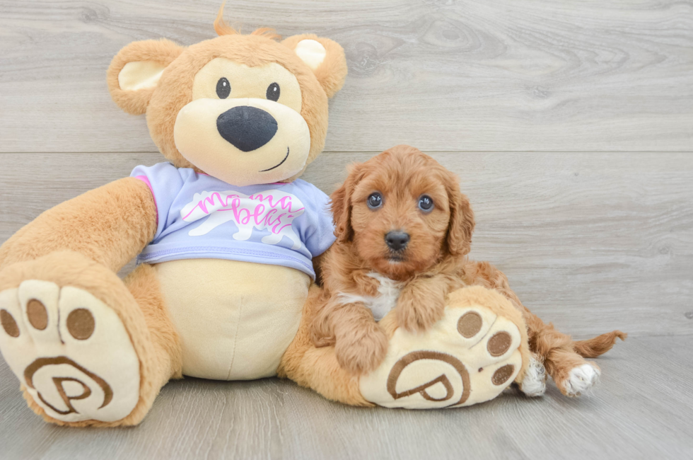 8 week old Cavapoo Puppy For Sale - Windy City Pups
