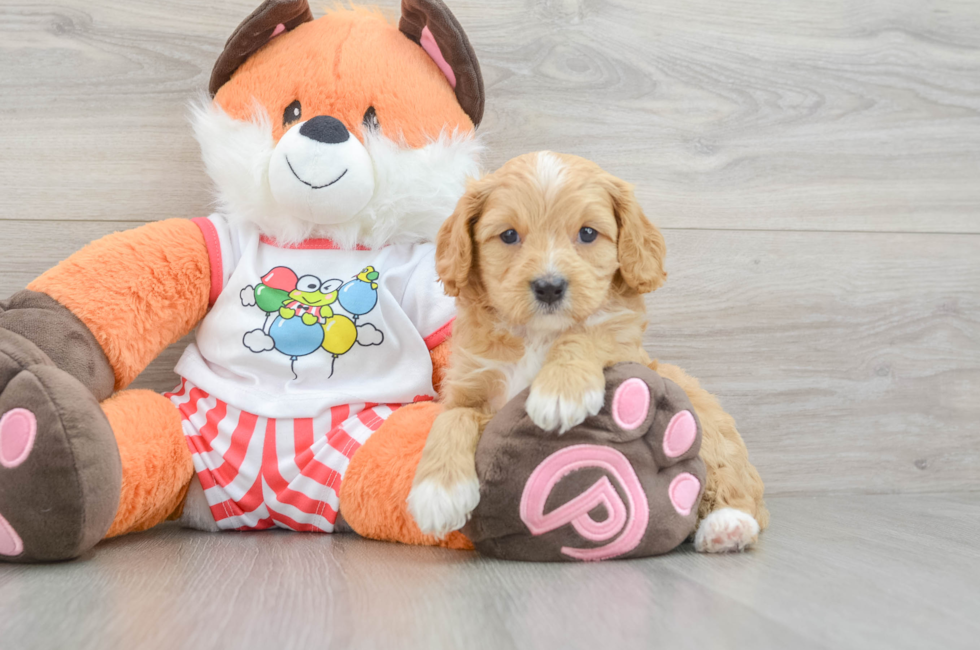 7 week old Cavapoo Puppy For Sale - Windy City Pups