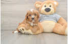Cavapoo Pup Being Cute