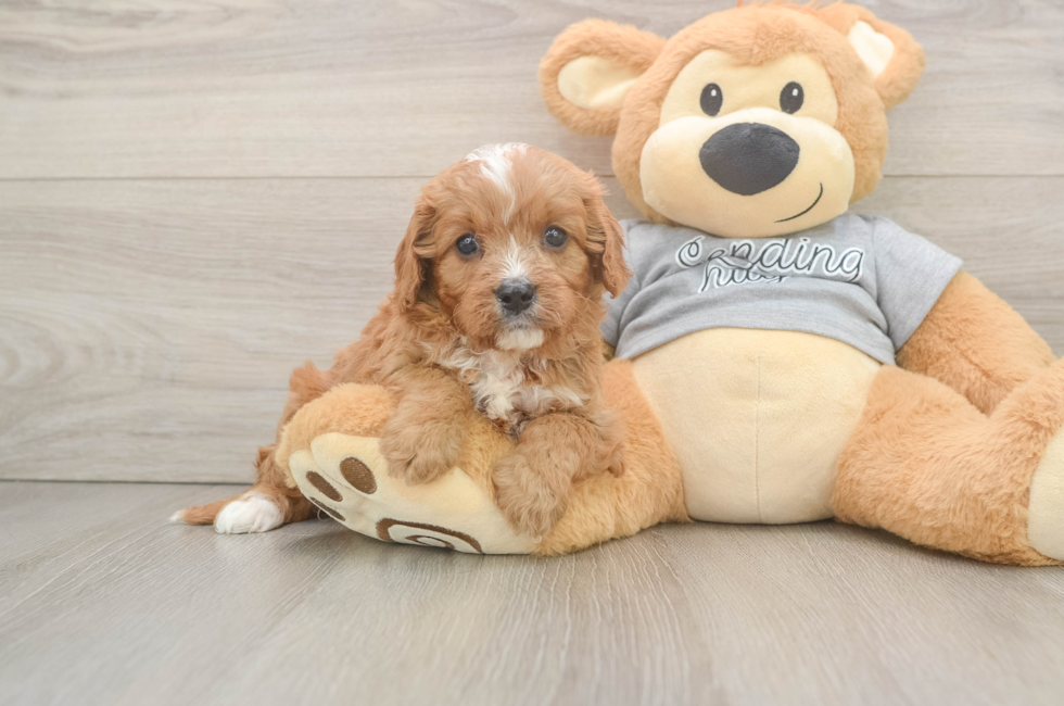 5 week old Cavapoo Puppy For Sale - Windy City Pups