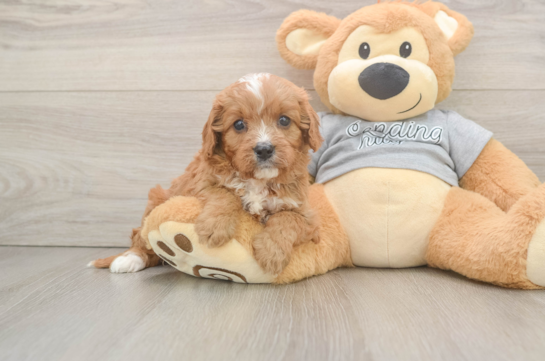 Cavapoo Pup Being Cute