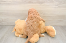 Cavapoo Puppy for Adoption