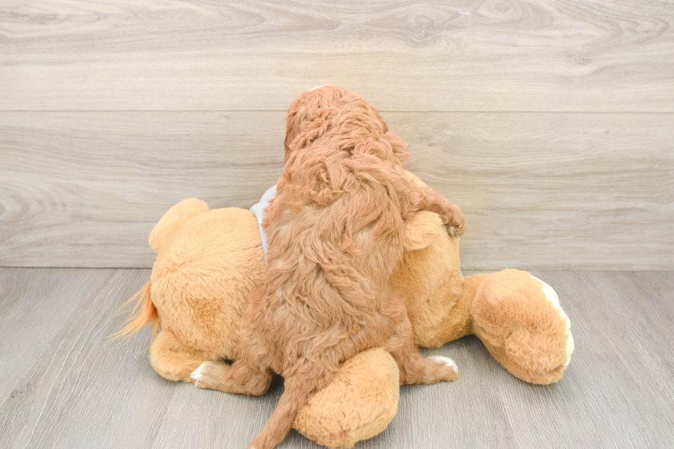 Cavapoo Puppy for Adoption