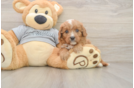 Cute Cavapoo Baby