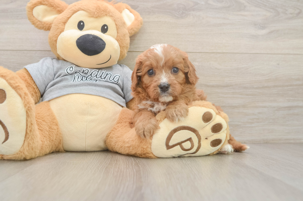 Cute Cavapoo Baby