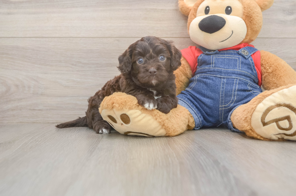 5 week old Cavapoo Puppy For Sale - Windy City Pups