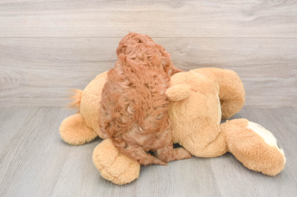 Cavapoo Puppy for Adoption