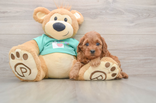 Friendly Cavapoo Baby