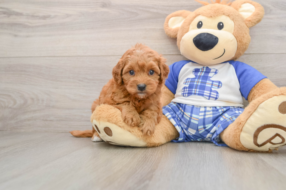 Hypoallergenic Cavadoodle Poodle Mix Puppy