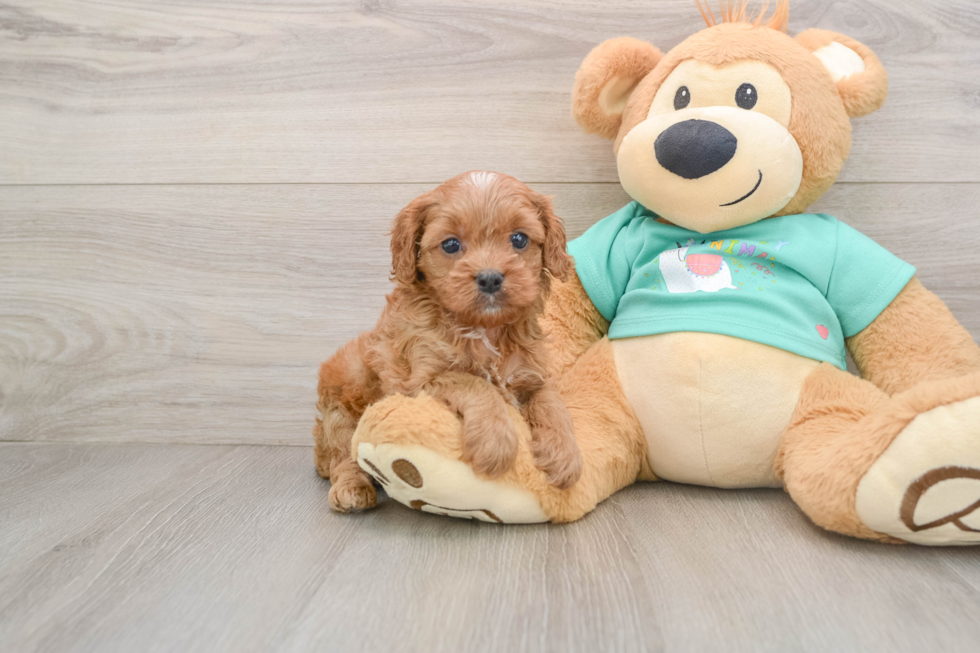 Cavapoo Pup Being Cute