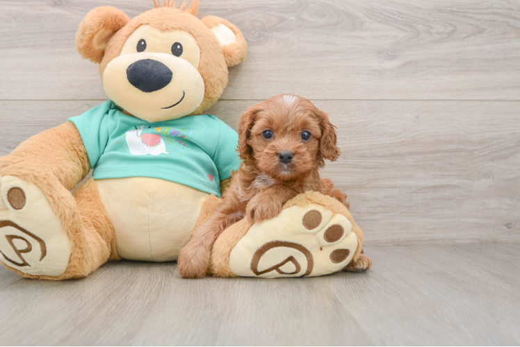 Small Cavapoo Baby