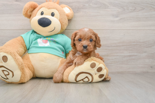 Small Cavapoo Baby