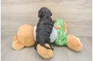Hypoallergenic Cavadoodle Poodle Mix Puppy