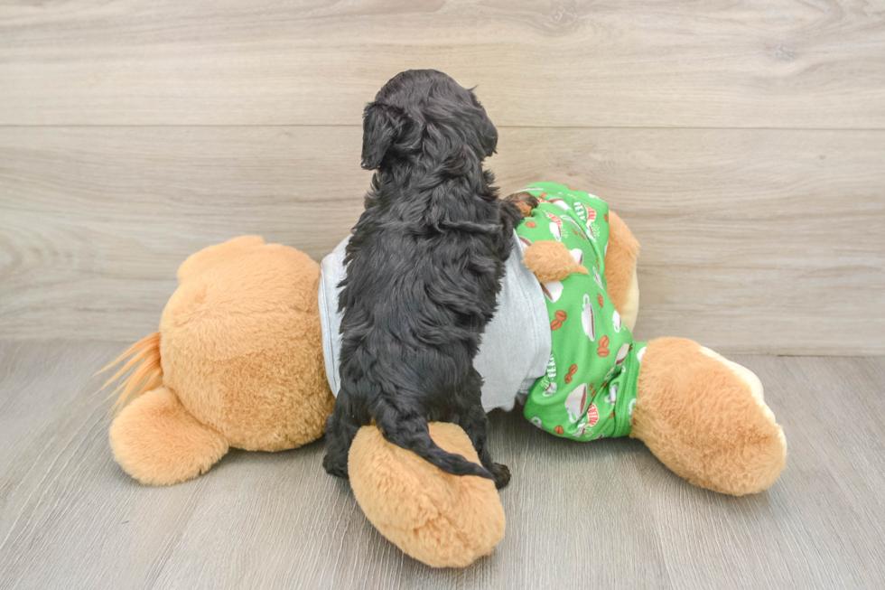 Hypoallergenic Cavadoodle Poodle Mix Puppy