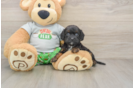 Best Cavapoo Baby