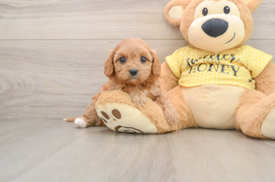 RED, a Cavapoo littermate