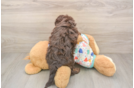 Friendly Cavapoo Baby