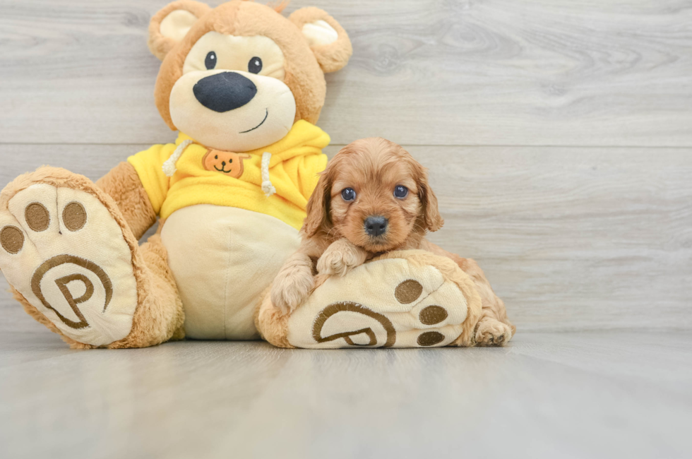 5 week old Cavapoo Puppy For Sale - Windy City Pups