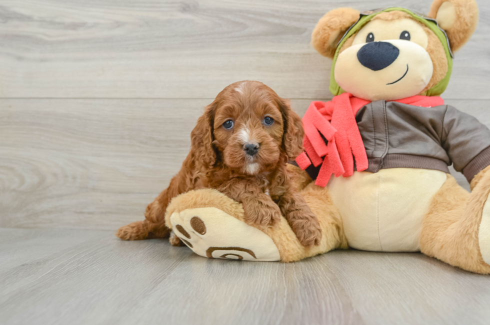 5 week old Cavapoo Puppy For Sale - Windy City Pups