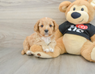 8 week old Cavapoo Puppy For Sale - Windy City Pups