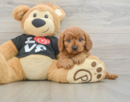 8 week old Cavapoo Puppy For Sale - Windy City Pups