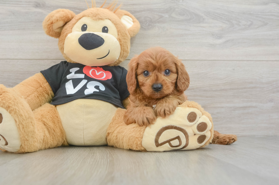 6 week old Cavapoo Puppy For Sale - Windy City Pups