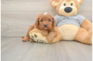 Cavapoo Pup Being Cute