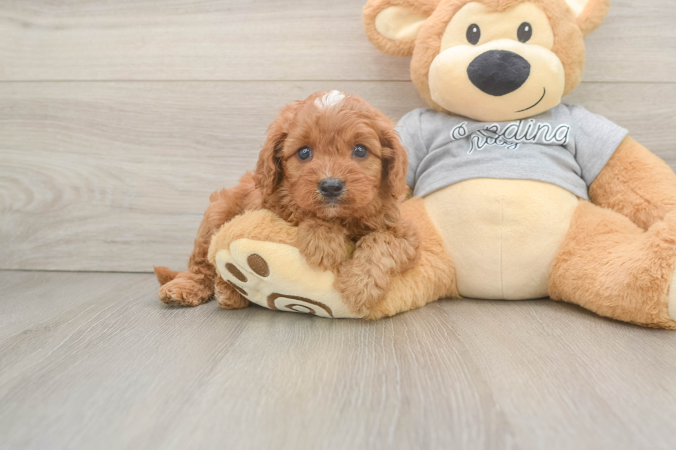 Cavapoo Pup Being Cute