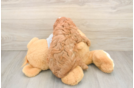 Cavapoo Puppy for Adoption
