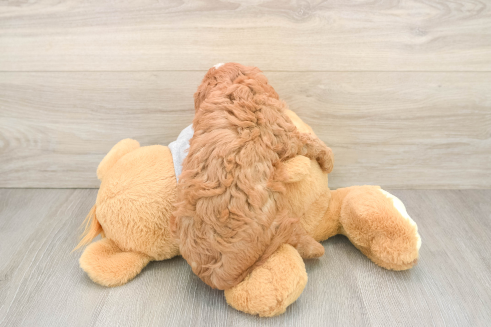 Cavapoo Puppy for Adoption
