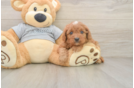 Cavapoo Puppy for Adoption