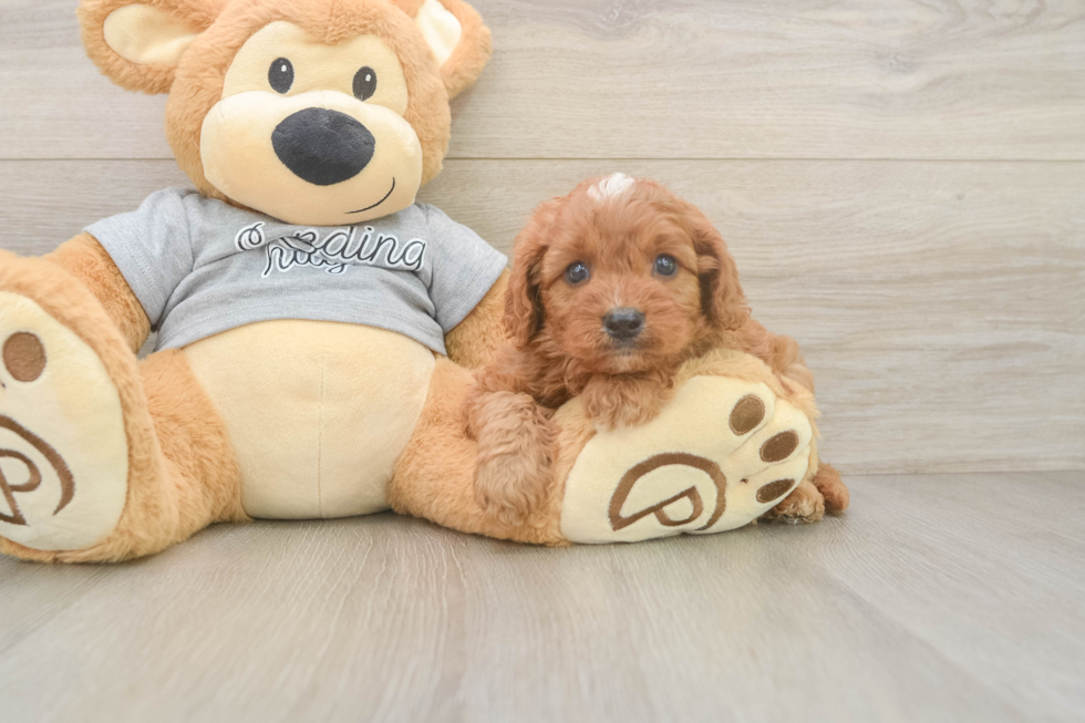 Cavapoo Puppy for Adoption