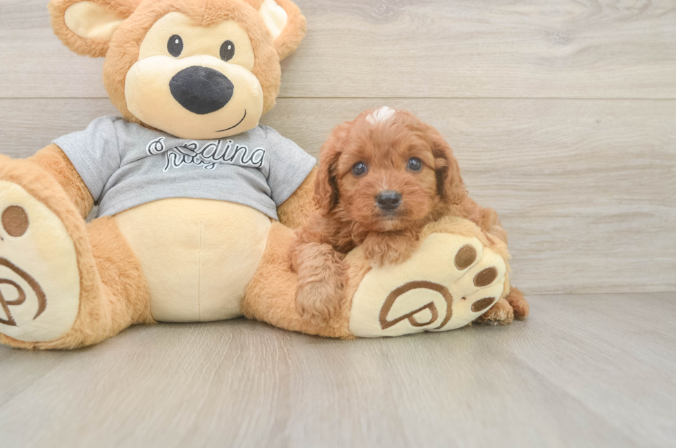 5 week old Cavapoo Puppy For Sale - Windy City Pups