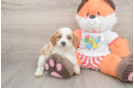 Cavapoo Puppy for Adoption