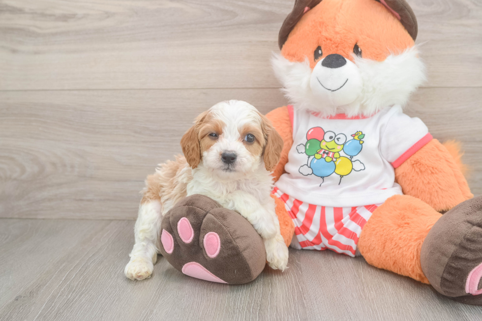 Cavapoo Puppy for Adoption