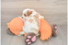 Best Cavapoo Baby